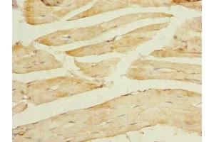 Immunohistochemistry of paraffin-embedded human skeletal muscle tissue using ABIN7172431 at dilution of 1:100 (TCEAL7 antibody  (AA 1-100))