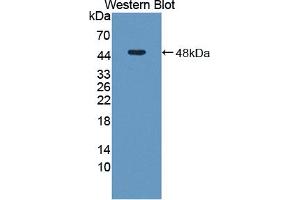 Western blot analysis of the recombinant protein. (AHCY antibody  (AA 2-432))