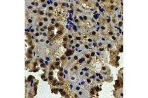 Immunohistochemical analysis of NAP1L1 staining in human kidney formalin fixed paraffin embedded tissue section. (NAP1L1 antibody)