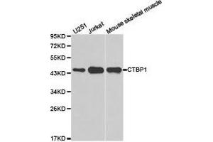 Western Blotting (WB) image for anti-C-terminal Binding Protein 1 (CTBP1) antibody (ABIN1872055) (CTBP1 antibody)