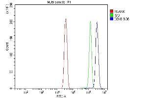 Flow Cytometry analysis of Hela cells using anti-DDX6 antibody (ABIN7602043). (DDX6 antibody  (AA 56-483))