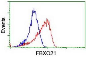 Image no. 2 for anti-F-Box Protein 21 (FBXO21) antibody (ABIN1498231) (FBXO21 antibody)