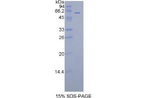 SDS-PAGE analysis of Rat FGL1 Protein.