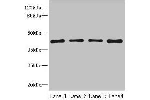 Western blot All lanes: S1PR1 antibody at 2 μg/mL Lane 1: Jurkat whole cell lysate Lane 2: A375 whole cell lysate Lane 3: Mouse thymus tissue Lane 4: HepG2 whole cell lysate Secondary Goat polyclonal to rabbit IgG at 1/10000 dilution Predicted band size: 43 kDa Observed band size: 43 kDa (S1PR1 antibody  (AA 311-382))
