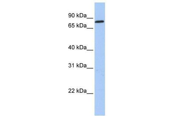 ZNF226 antibody  (C-Term)