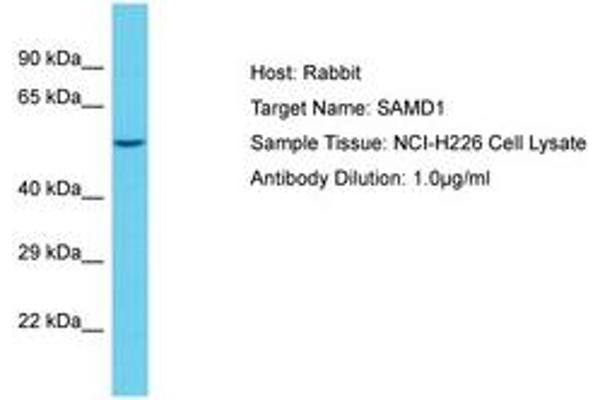 SAMD1 Antikörper  (AA 434-483)