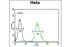 CCNG1 Antibody (N-term) (ABIN654893 and ABIN2844543) flow cytometric analysis of Hela cells (right histogram) compared to a negative control cell (left histogram). (Cyclin G1 antibody  (N-Term))