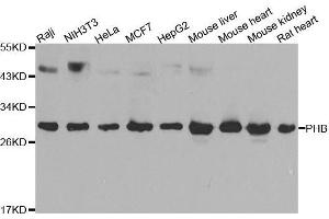 Western blot analysis of extracts of various cell lines, using PHB antibody. (Prohibitin antibody  (AA 73-272))