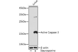 Western blot analysis of extracts of Jukat cells, using Active Caspase-3 Rabbit mAb (ABIN6133529, ABIN6135505, ABIN6135506 and ABIN7101369) at 1:500 dilution. (Caspase 3 antibody)