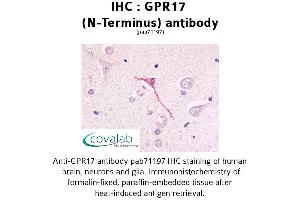 Image no. 1 for anti-G Protein-Coupled Receptor 17 (GPR17) (Extracellular Domain), (N-Term) antibody (ABIN1734989) (GPR17 antibody  (Extracellular Domain, N-Term))