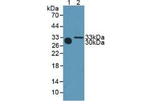 Western blot analysis of (1) Mouse Serum and (2) Mouse Heart Tissue. (METRN antibody  (AA 22-291))
