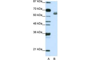 Western Blotting (WB) image for anti-Zinc Finger Protein 57 Homolog (ZFP57) antibody (ABIN2462027) (ZFP57 antibody)