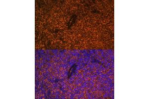 Immunofluorescence analysis of rat thymus using CD27 antibody (ABIN3022680, ABIN3022681, ABIN3022682 and ABIN6219092) at dilution of 1:100. (CD27 antibody  (AA 20-191))