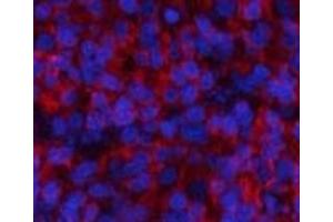 Immunofluorescence analysis of Rat spleen tissue with Phospho-Stat1 (Tyr701) Polyclonal Antibody at dilution of 1:200 (STAT1 antibody  (pTyr701))