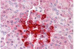 Human Pancreas (formalin-fixed, paraffin-embedded) stained with CFLAR antibody ABIN461877 at 5 ug/ml followed by biotinylated goat anti-rabbit IgG secondary antibody ABIN481713, alkaline phosphatase-streptavidin and chromogen. (FLIP antibody  (AA 191-209))