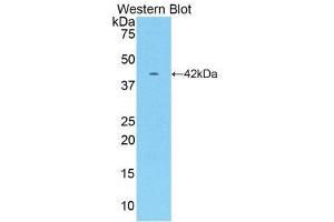 Western Blotting (WB) image for anti-Creatine Kinase, Muscle (CKM) (AA 11-367) antibody (ABIN1172311) (CKM antibody  (AA 11-367))
