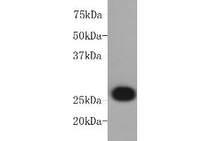 Jurkat cell lysate probed with BCL-2 (2C4) Monoclonal Antibody, Unconjugated  at 1:1000 overnight at 4˚C. (Bcl-2 antibody)