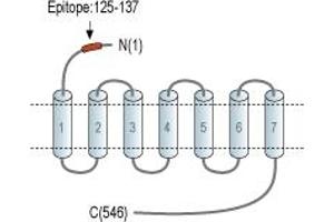 anti-Parathyroid Hormone 2 Receptor (PTH2R) (AA 125-137), (Extracellular), (N-Term) antibody (Atto 488)