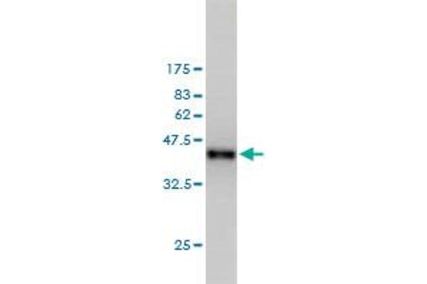 RABGAP1 antibody  (AA 1-110)