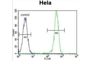 Flow cytometric analysis of Hela cells using Erythropoietin receptor  Antibody  (right histogram) compared to a negative control cell (left histogram). (EPOR antibody  (Middle Region))
