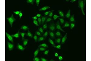 Immunofluorescence analysis of A549 cells using APEX1 antibody. (APEX1 antibody  (AA 1-318))