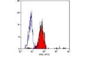 Staining of human peripheral blood granulocytes with mouse anti-CD13 antibody ABIN118525 (CD13 antibody)