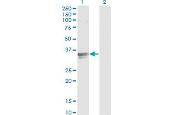 SFXN3 anticorps  (AA 1-100)