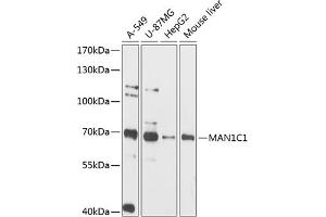 Western blot analysis of extracts of various cell lines, using MC1 antibody (ABIN6131495, ABIN6143452, ABIN6143453 and ABIN6216608) at 1:3000 dilution. (MAN1C1 antibody  (AA 44-240))