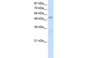 Western Blotting (WB) image for anti-DEAD (Asp-Glu-Ala-As) Box Polypeptide 19B (DDX19B) antibody (ABIN2462088)
