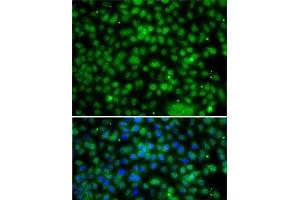 PHYHD1 antibody