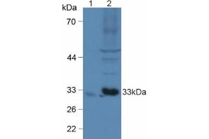 Western blot analysis of (1) Mouse Brain Tissue and (2) Mouse Heart Tissue. (CX3CL1 antibody  (AA 25-332))