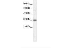 Image no. 1 for anti-Hes Family bHLH Transcription Factor 1 (HES1) (AA 22-71) antibody (ABIN202151) (HES1 antibody  (AA 22-71))