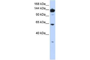 VARS antibody used at 1 ug/ml to detect target protein. (VARS antibody  (Middle Region))