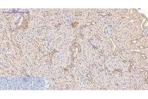 Immunohistochemistry of paraffin-embedded Rat kidney tissue using CD21 Monoclonal Antibody at dilution of 1:200. (CD21 antibody)