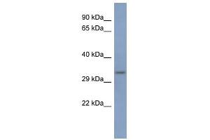 PCBP3 antibody used at 1 ug/ml to detect target protein. (PCBP3 antibody)