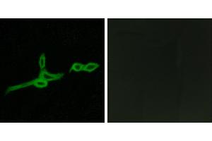 Peptide - +Western blot analysis of extracts from HepG2 cells, using GPR15 antibody. (GPR15 antibody)