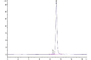 The purity of SARS-CoV-2 Spike RBD (Omicron BA. (SARS-CoV-2 Spike Protein (BA.4 - Omicron, BA.5 - Omicron, RBD) (His tag))