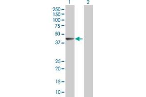 Western Blot analysis of WDR67 expression in transfected 293T cell line by WDR67 MaxPab polyclonal antibody. (TBC1D31 antibody  (AA 1-340))