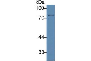 Western Blot; Sample: Human Lung lysate; Primary Ab: 3µg/ml Rabbit Anti-Human BFP Antibody Second Ab: 0. (RNF112 antibody  (AA 73-322))