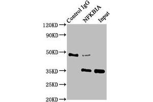 Immunoprecipitating NFKBIA in HepG2 whole cell lysate Lane 1: Rabbit control IgG instead of ABIN7127641 in HepG2 whole cell lysate. (Recombinant NFKBIA antibody)