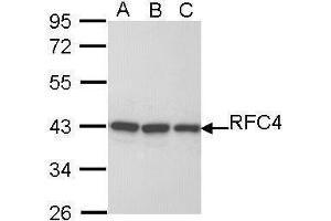 WB Image Sample (30 ug of whole cell lysate) A: H1299 B: Hela C: Hep G2 , 10% SDS PAGE antibody diluted at 1:1000 (RFC4 antibody)