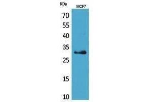 Western Blotting (WB) image for anti-Kallikrein 1 (KLK1) (Internal Region) antibody (ABIN3178466) (Kallikrein 1 antibody  (Internal Region))