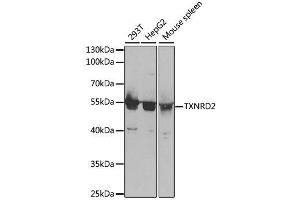 Western blot analysis of extracts of various cell lines, using TXNRD2 antibody. (TXNRD2 antibody  (AA 100-310))