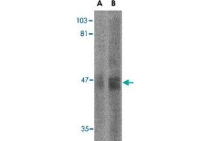Western blot analysis of SIRT2 in human brain tissue lysate with SIRT2 polyclonal antibody  at (A) 2. (SIRT2 antibody  (N-Term))