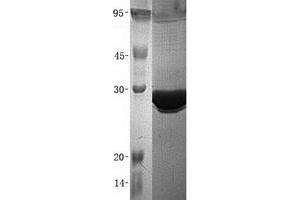 Validation with Western Blot (APOA1 Protein (His tag))