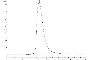 The purity of Biotinylated Human CD94 is greater than 95 % as determined by SEC-HPLC. (CD94 Protein (AA 34-179) (His-Avi Tag,Biotin))