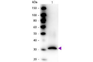 Western blot of Biotin conjugated Rabbit Anti-RFP Pre-adsorbed antibody. (RFP antibody  (Biotin))