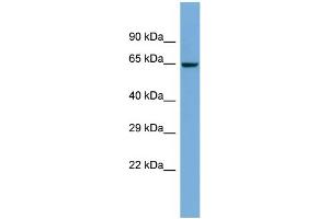 Host:  Rabbit  Target Name:  ZNF8  Sample Type:  COLO205 Whole Cell lysates  Antibody Dilution:  1.