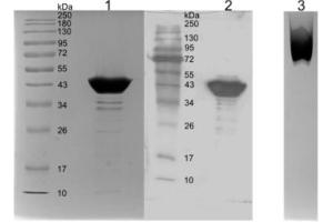 Biochemical characterization of recombinant SARS-CoV-2 N protein. (Recombinant SARS-CoV-2 Nucleocapsid antibody  (AA 1-419) (Fc Tag))