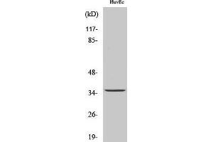 Western Blotting (WB) image for anti-Transmembrane BAX Inhibitor Motif Containing 1 (TMBIM1) (C-Term) antibody (ABIN3177176) (TMBIM1 antibody  (C-Term))